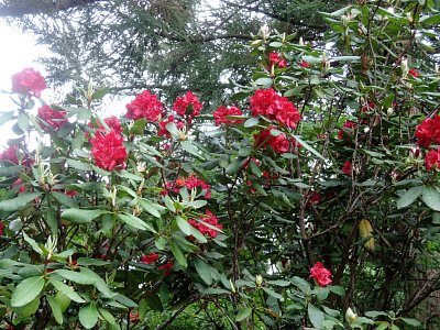 Poslední květy rhododendronu v Japonské zahradě