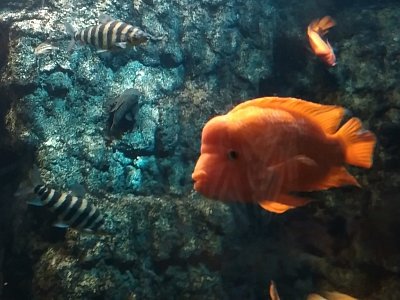 Život v Obřím akváriu (3)