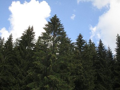 Kořenovský les
