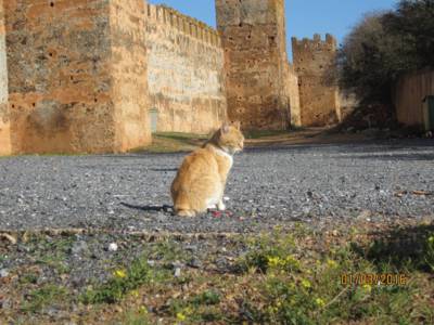 kocour a hradby starého Rabatu