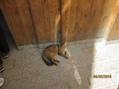 další marocká kočka