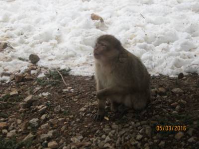v pohoří Atlasu je sníh ale makakům zjevně nevadí