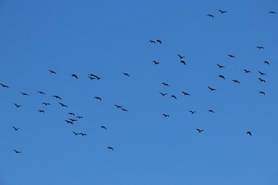 Letící kormoráni