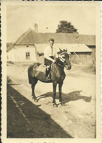 Naše klisna Ada v roce 1945 - později jsem na ní také občas jela, ale nejvíc mi ji tatínek zapřahal do lehkého vozíku, shrnovačky nebo obracečky