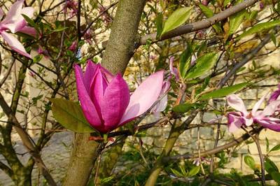magnolie-1.jpg