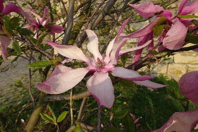 magnolie-2.jpg