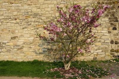 magnolie-odkveta.jpg