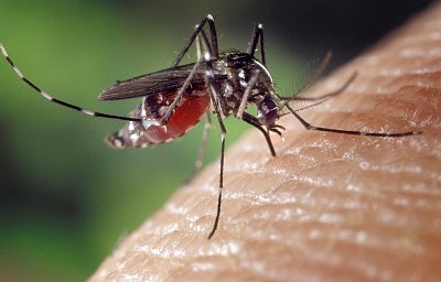 Turistické destinace hlásí zvýšený výskyt horečky dengue. Chraňte se před komáry