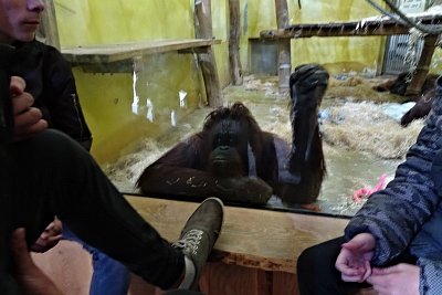 orangutan-nunak-2017.jpg