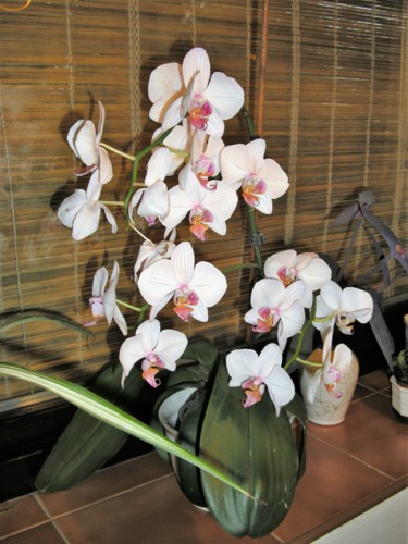 orchideje 007.jpg