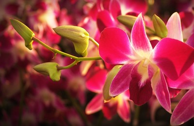 orchideje2.jpg
