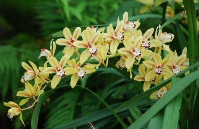 orchideje4.jpg