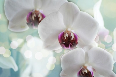 orchideje5.jpg
