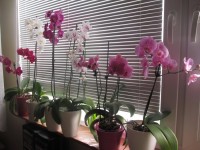 Moje orchidejová zahrádka
