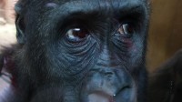 Gorila- smutné oči