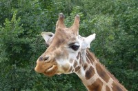 Žirafka-vzpomíná na Alču