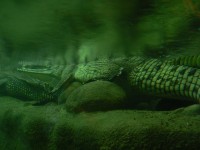 gaviáli pod vodou