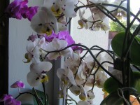 Na okně orchideje.