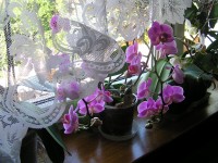 Okno plné orchidejí.