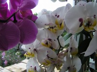 Okno plné orchidejí.