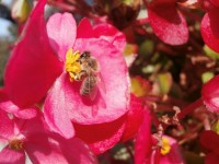 včelka na begónii