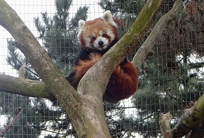 panda-cervena-2017.jpg
