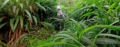 Pozvánka do zoo 4 - člunozobec africký