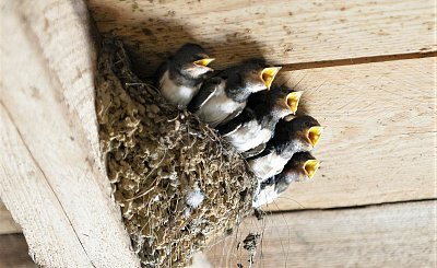 Uklízení hnízda pomáhá vlaštovkám zbavit se cizích vajec