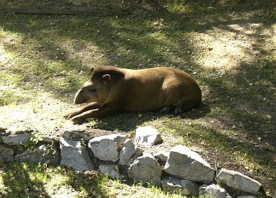 tapir-2008.jpg