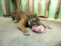 tygří oběd