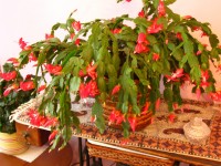 Vánoční kaktus. Ten se činil, měl přes sto květů.