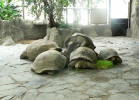 želvy obrovské