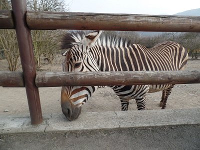 zebra-2015.jpg