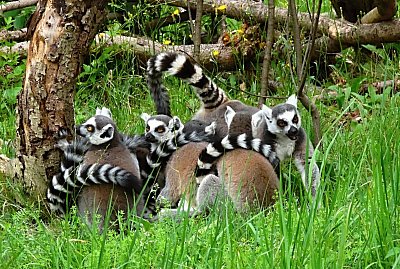 zoo-usti-lemuri-2022-.jpg