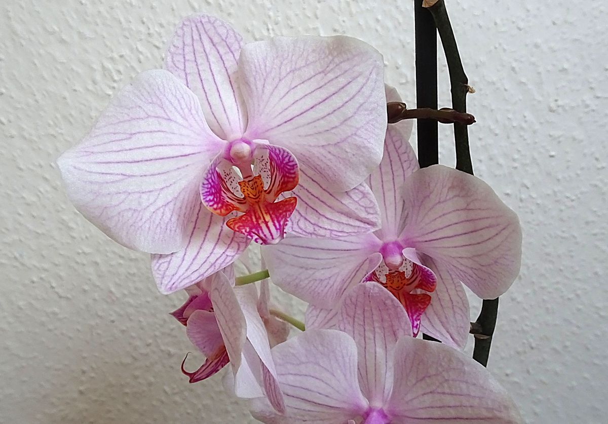 Orchideje