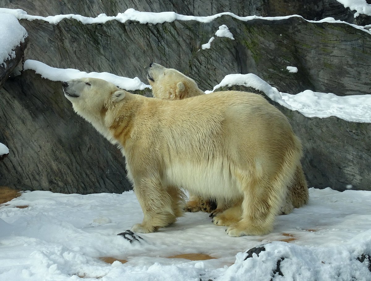 Zoologická zahrada v Praze na sněhu