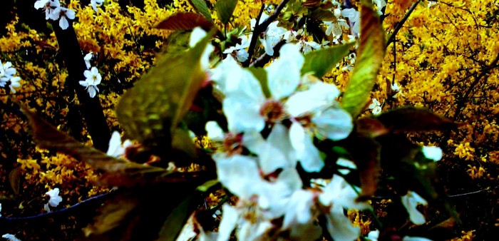 Kouzlo třešňových květů